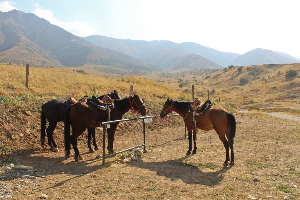 Horses waiting for the horse ride into Aksu-Zhabagly