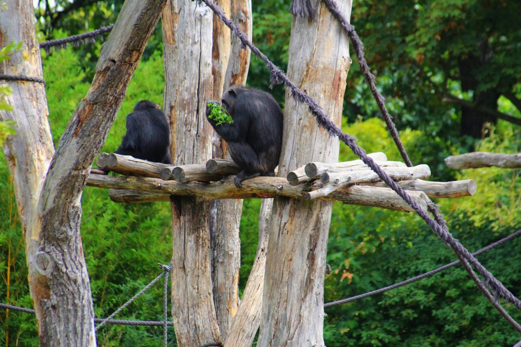 Info Shymkent made picture of primat what is sitting on the tree.