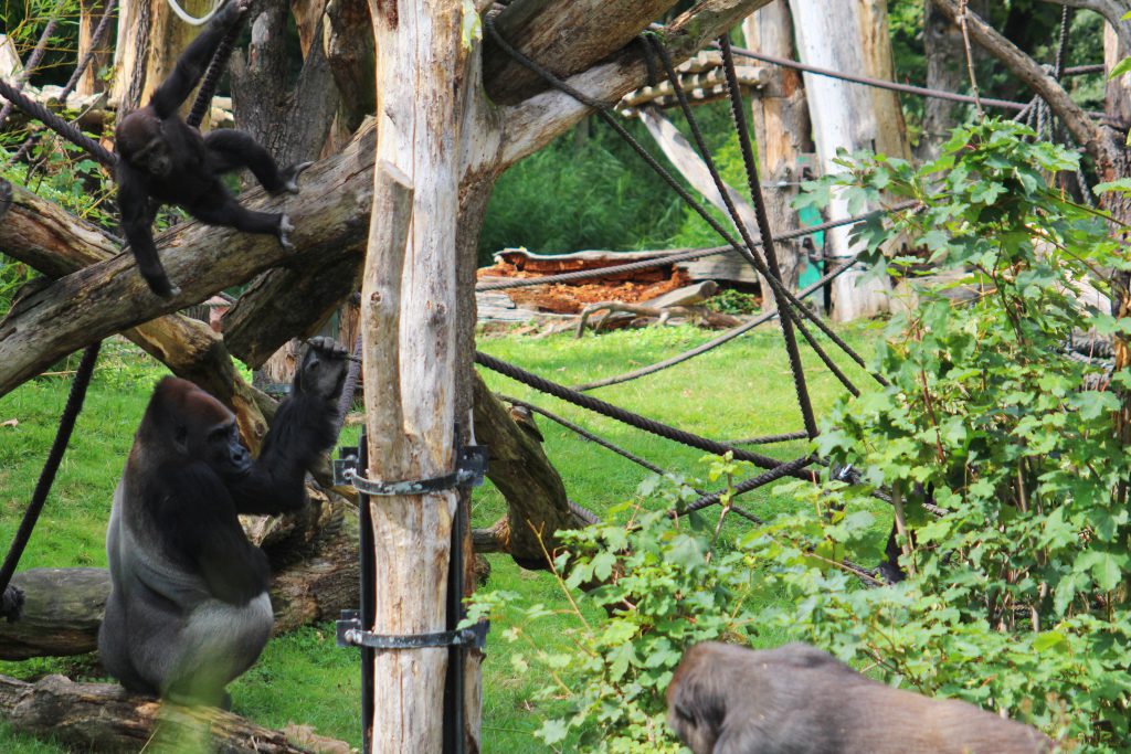 Info Shymkent made gorilla family picture.