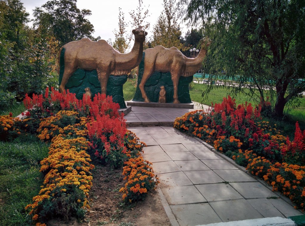 Info Shymkent - Camels in the Dendropark