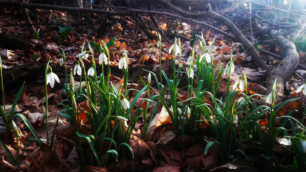 Info Shymkent - Snowdrops in the early spring days