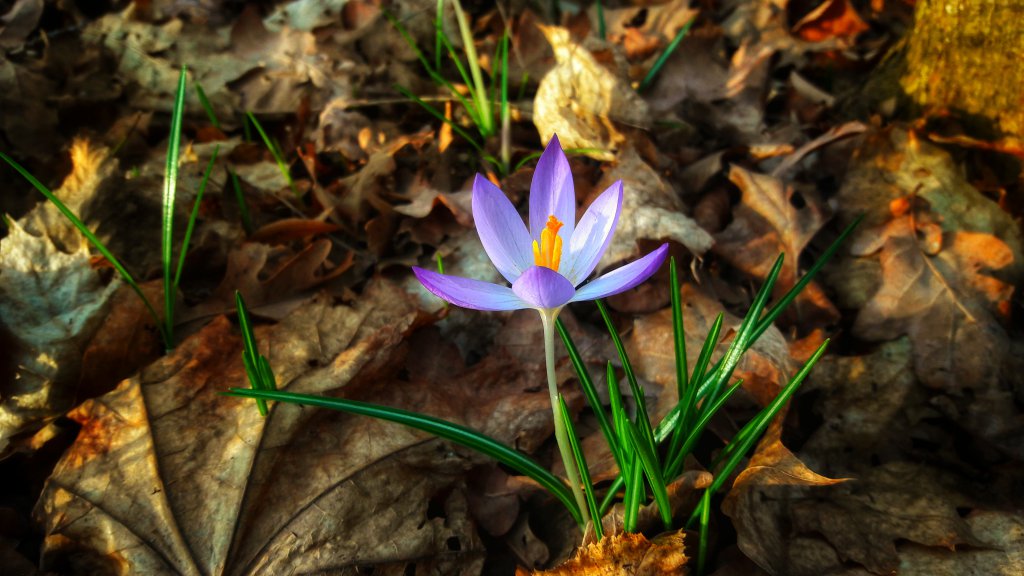 Info Shymkent made forest and flower photo.