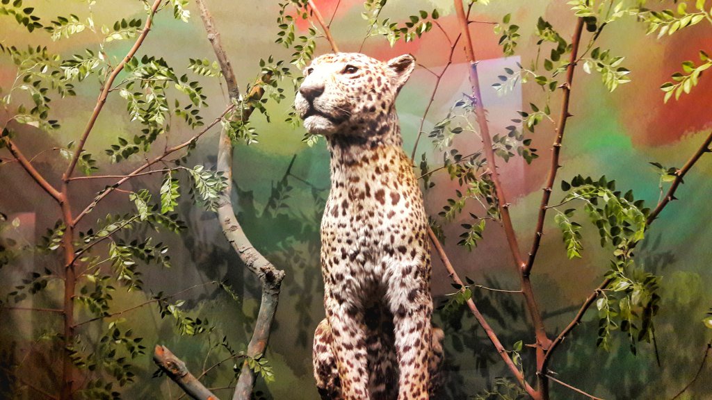 Info Shymkent - Taxidermy Leopard.