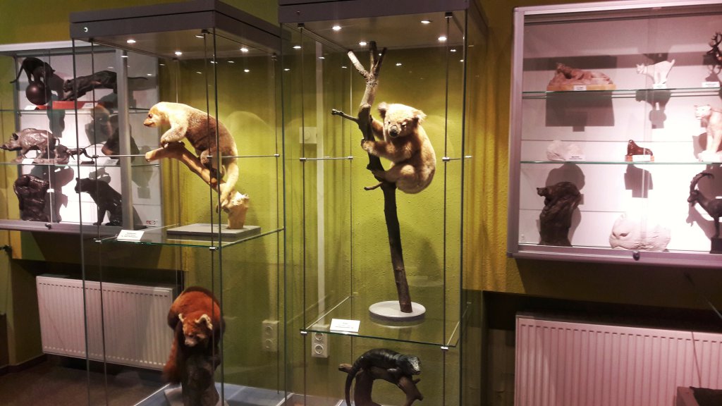 Info Shymkent - Naturkundemuseum has very much taxidermy animals.