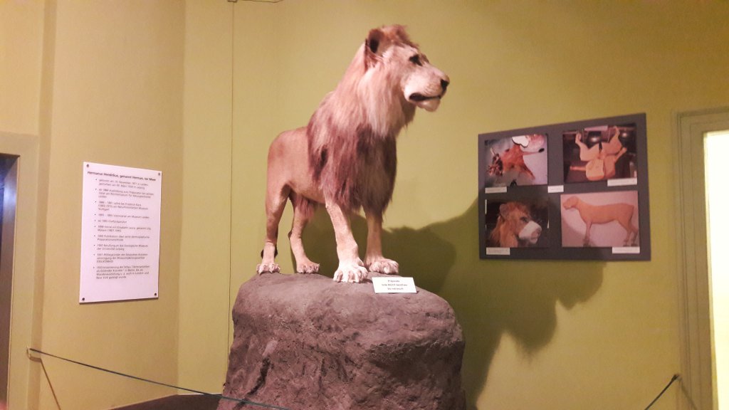 Info Shymkent - Lion in Naturkundemuseum.