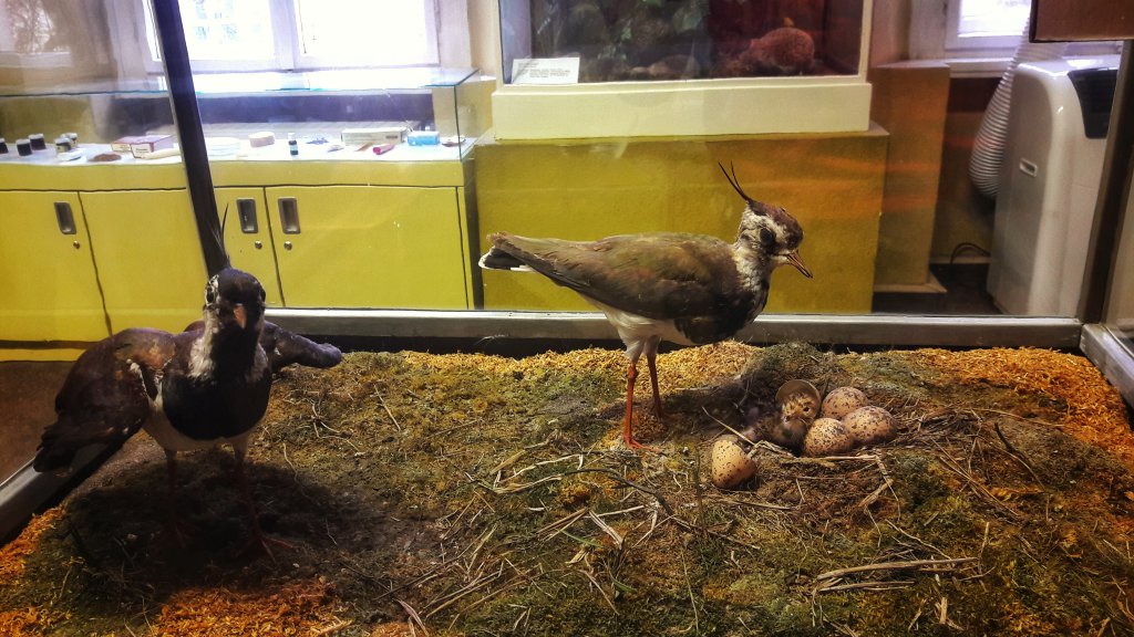 Info Shymkent - Taxidermy birds.