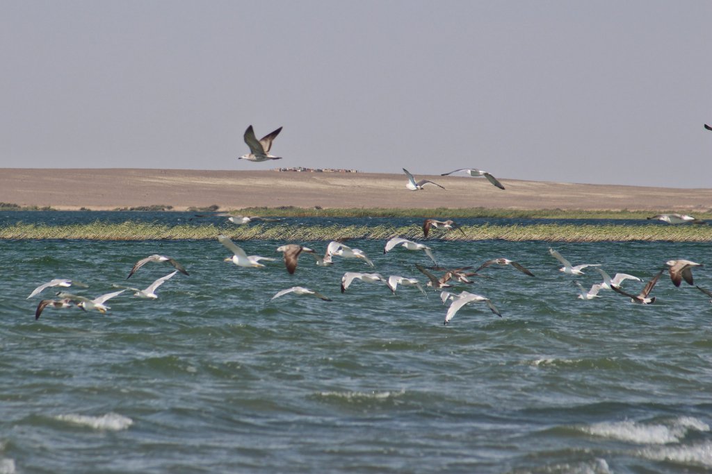 Info Shymkent - Lake Kamistibas in Kazakhstan