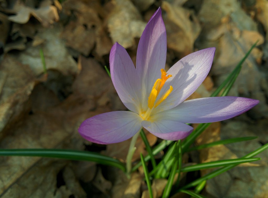 Info Shymkent made photo of forest and flower.