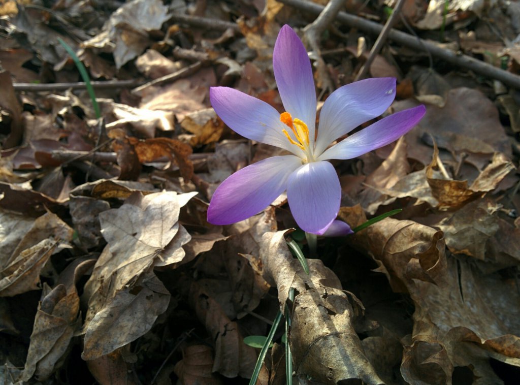 Info Shymkent showed spring photo.