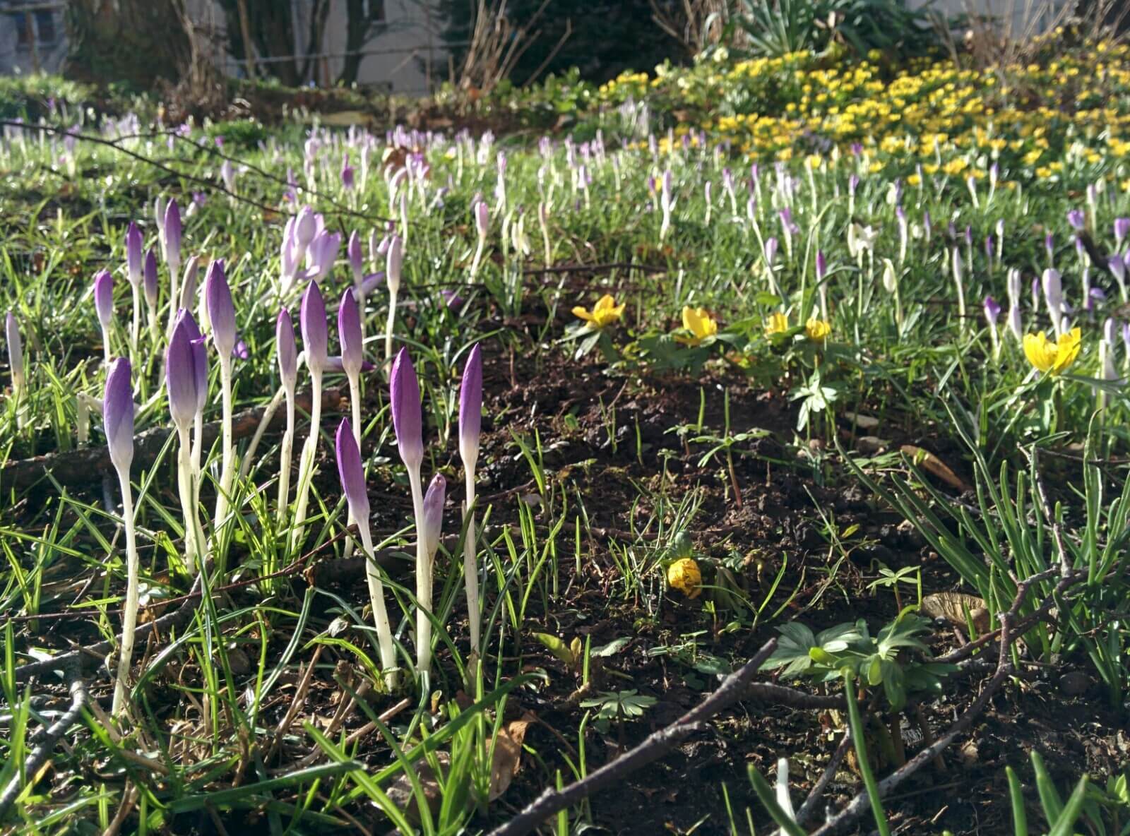 Info Shymkent - Spring is coming - a Crocus field