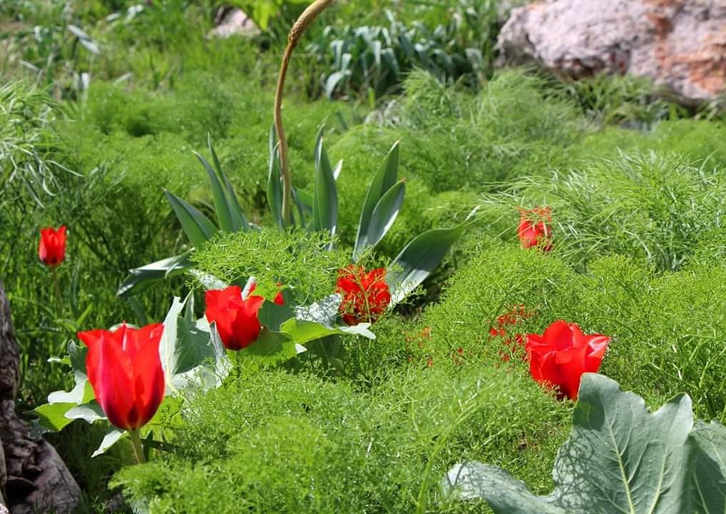 Info Shymkent - Wild tulips during spring in south Kazakhstan.