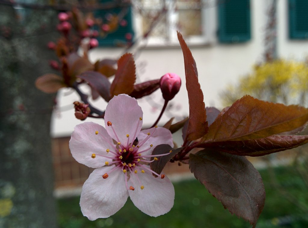 Info Shymkent - Cherry Blossom