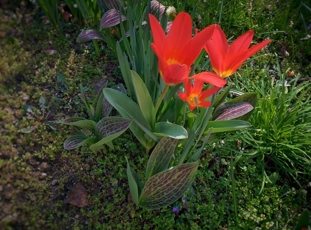 Info Shymkent - Wild tulips