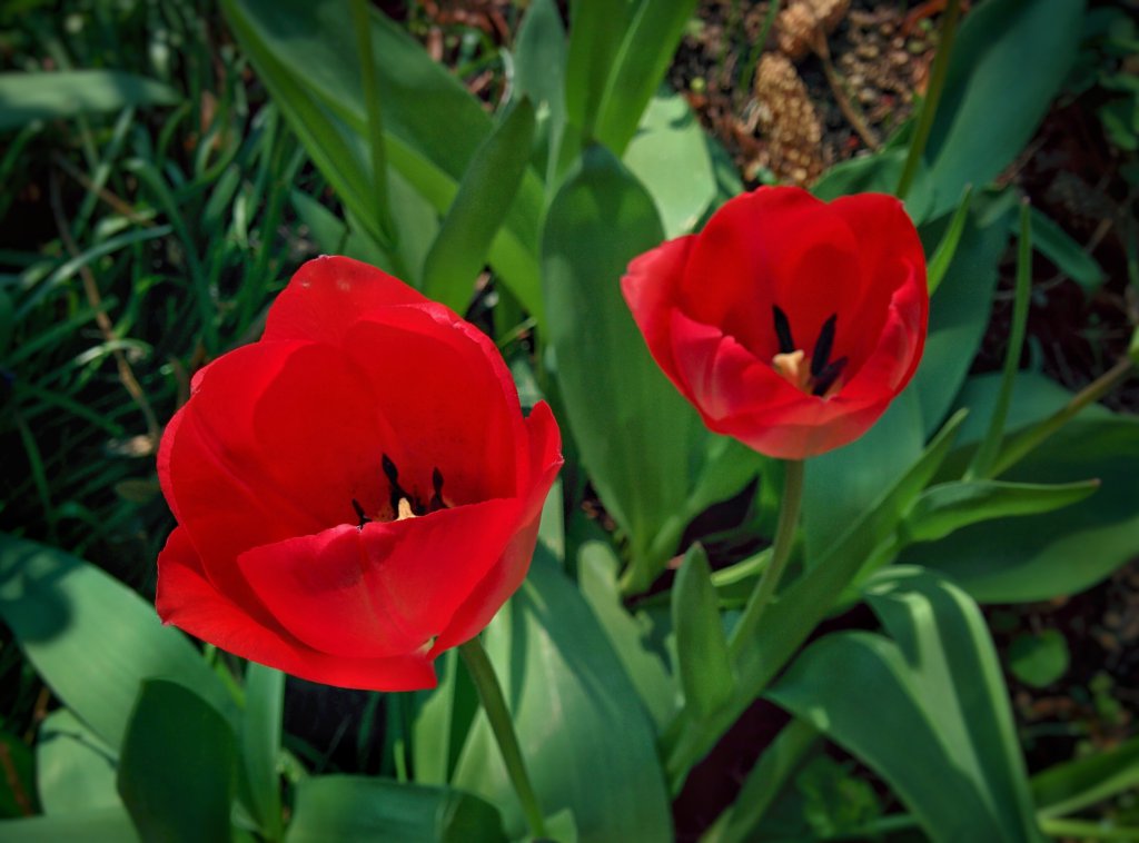 Info Shymkent - Typical Holland Tulips