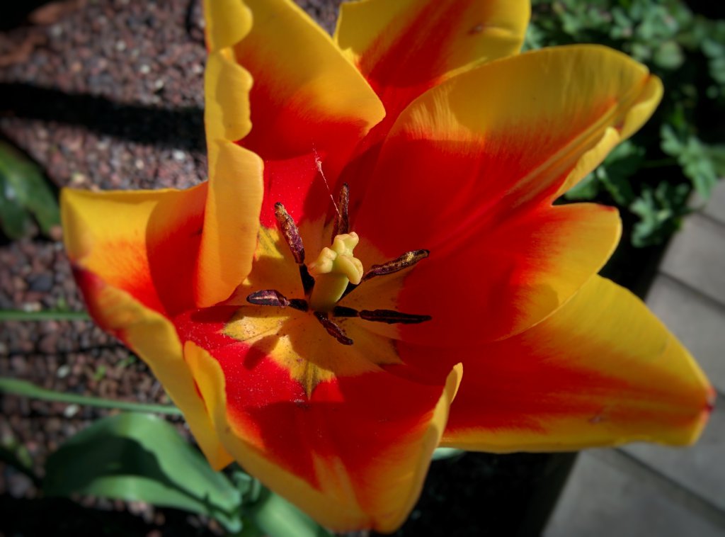 Info Shymkent - Yellow Tulip