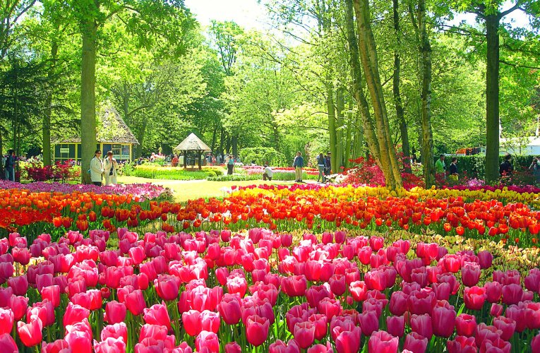 Tulips – From Red Hill to Keukenhof