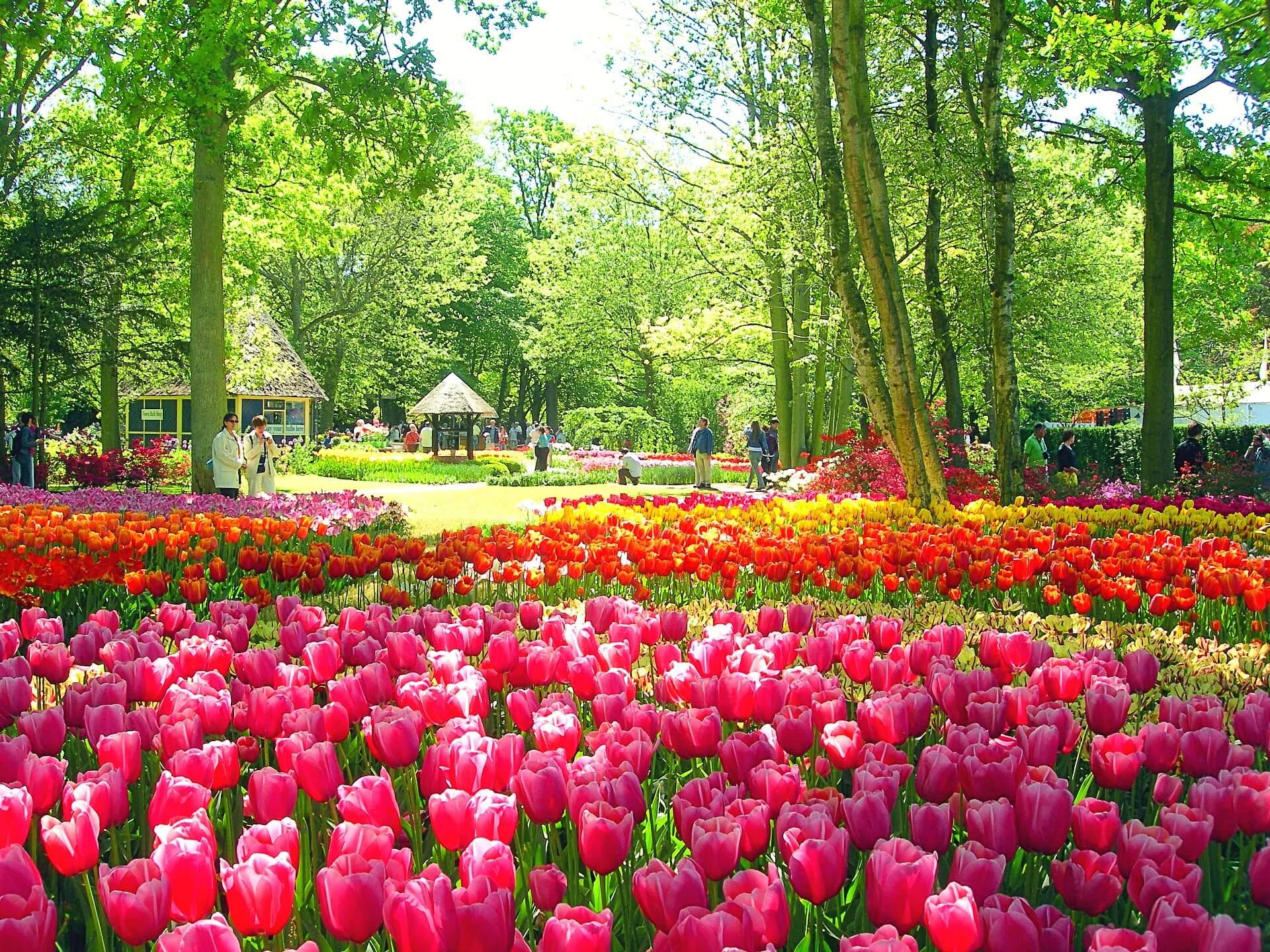 Info Shymkent - A carpet of Tulips in the Keukenhof, Netherlands