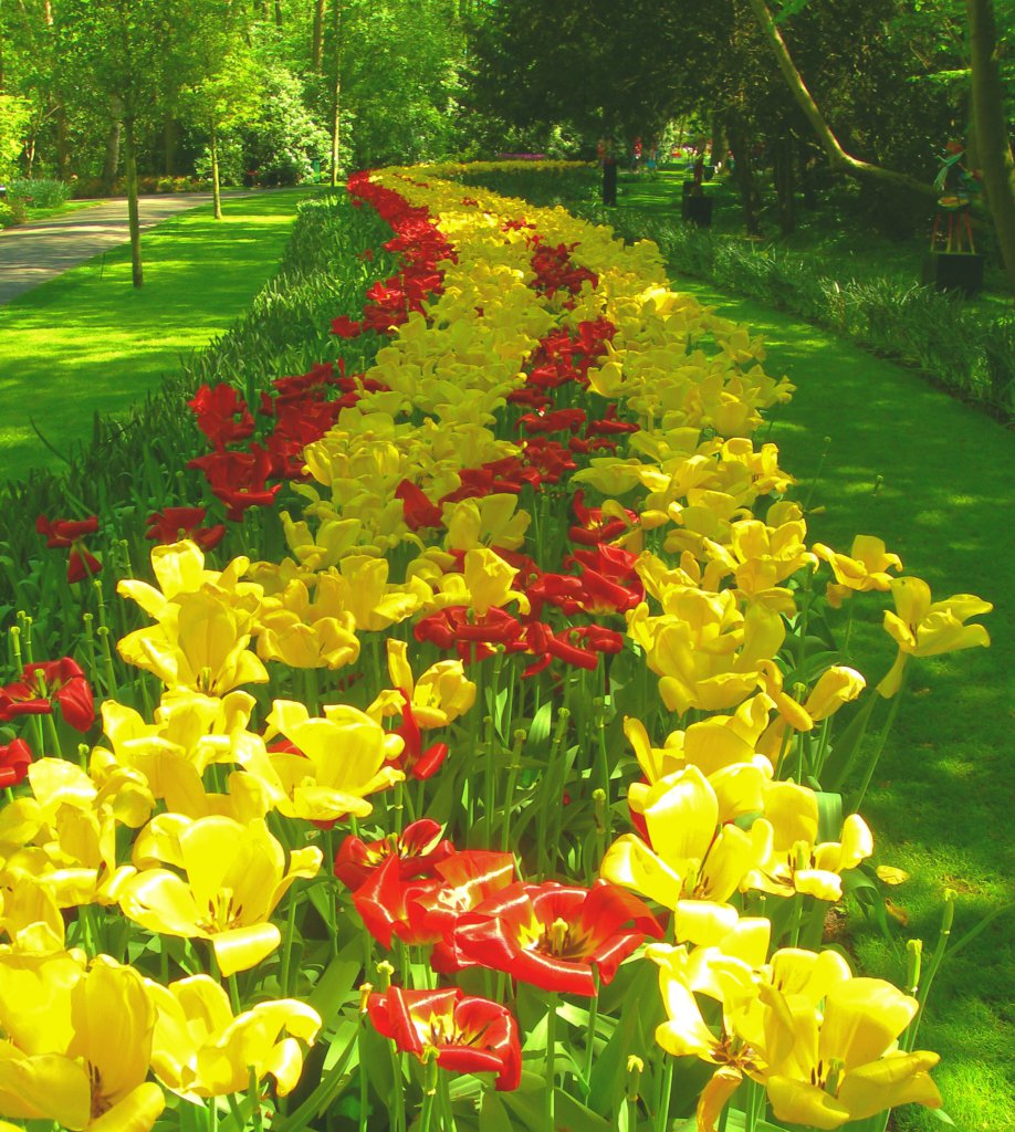 Info Shymkent - Tulips in the Keukenhof, Netherlands