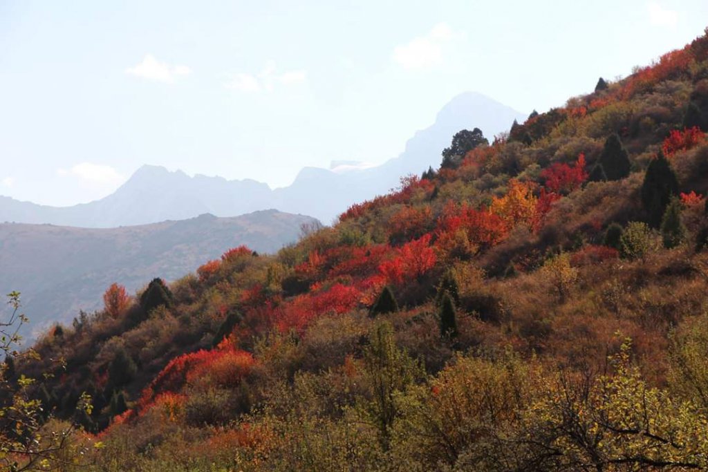 Indian Summer - Autumn in South Kazakhstan.