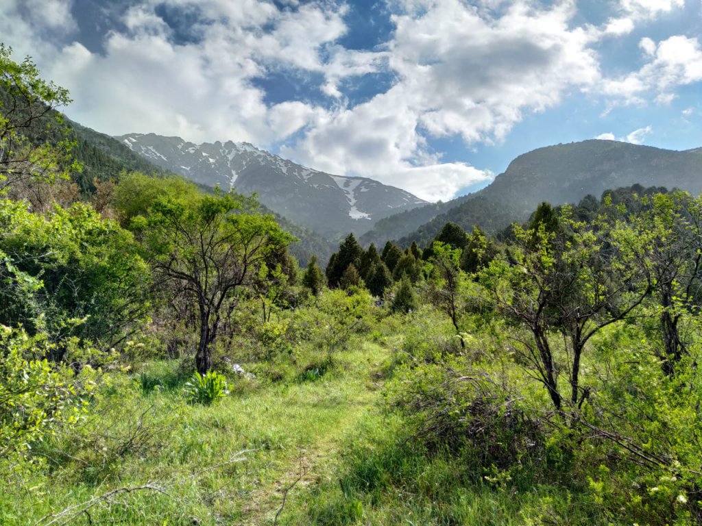 Trees at the slope of Sayram Su Mountains in South Kazakhstan.