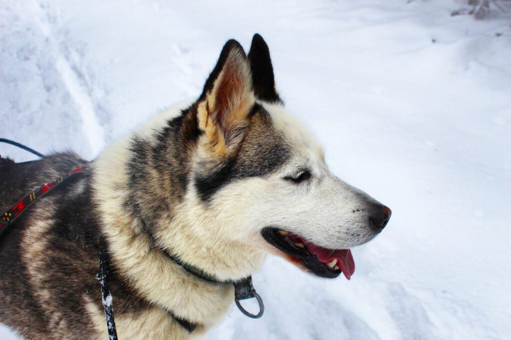 Info Shymkent - Dog - friend of man