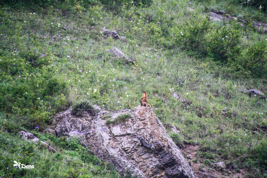 Info Shymkent - Marmots in the Sairam-Ugam national park (Photo: Dana Madalieva)