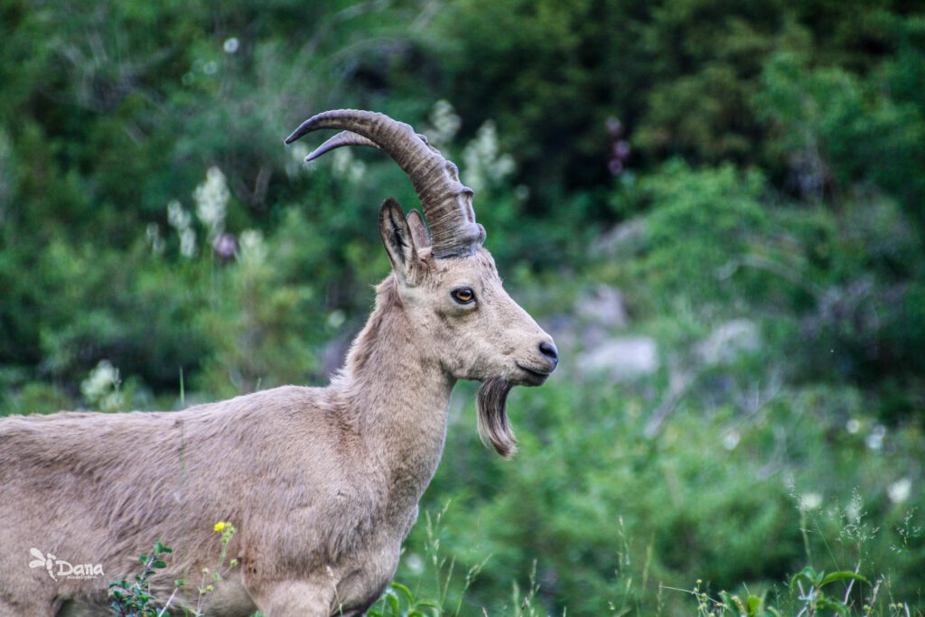 Info Shymkent - Sibirian Ibex in Kazakhstan's Sairam-Ugam National Park photographed by Dana Madalieva (Close up)