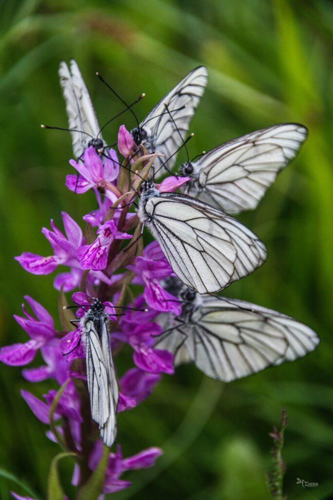 Info Shymkent - Butterflys on a wild flower in Kazakhstan (captured by Dana Madalieva)