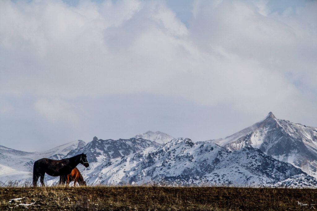 Info Shymkent - Wild horses in front of Tian Shan mountains (by Dana Madaliyeva)