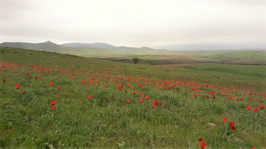 Info Shymkent - Wild tulip field near Shymkent in southern Kazakhstan (Image: Islam Kalani)