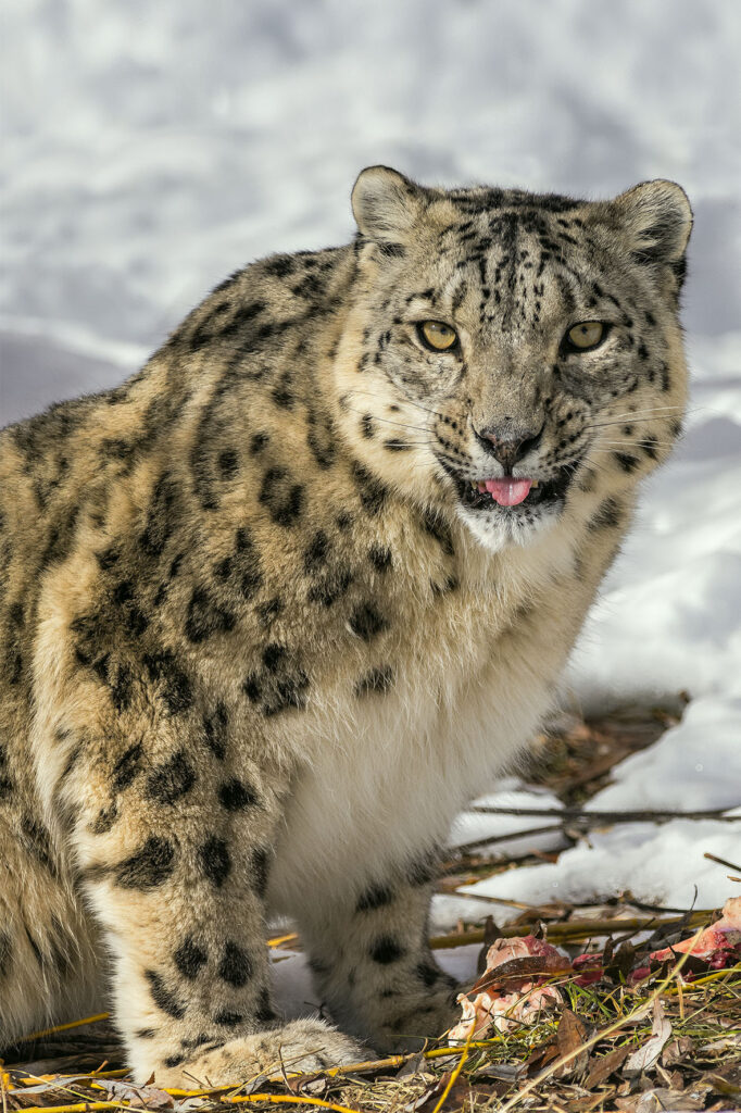 Info Shymkent - Snow Leopard in Kazakstan watching photographer Farhat Kabdykairov