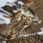 Info Shymkent - Snow Leopard fight in Kazakhstan captured by
