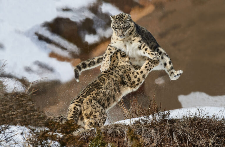 Amazing wildlife around Shymkent