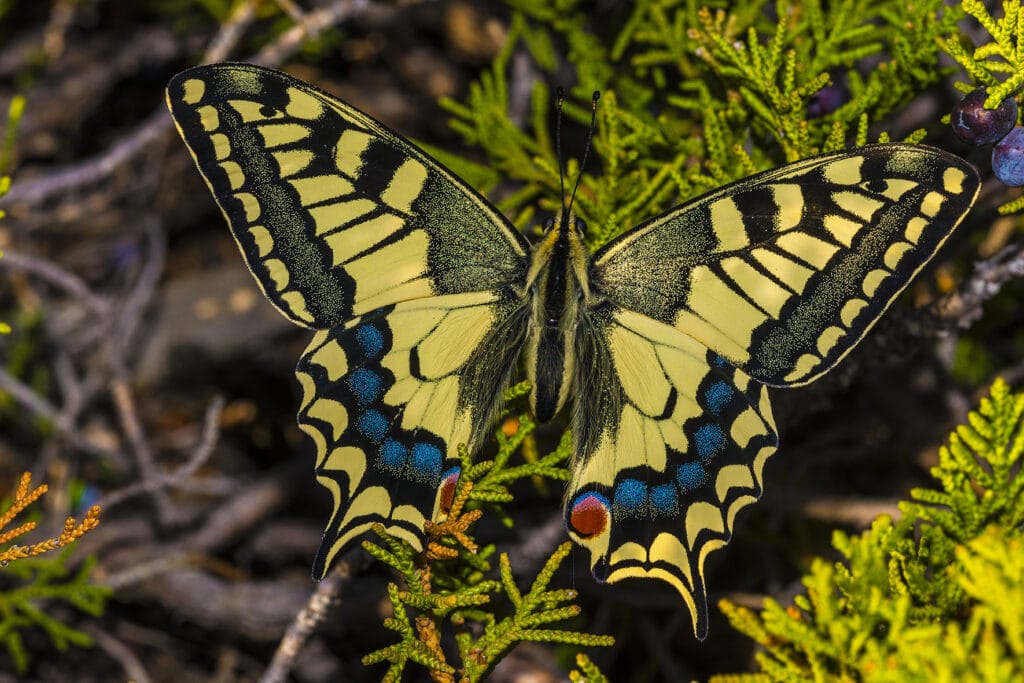 Info Shymkent - Butterfly Papilio machaon centralis in the Tian Shan Mountains near Shymkent (Image: Farhat Kabdykairov)