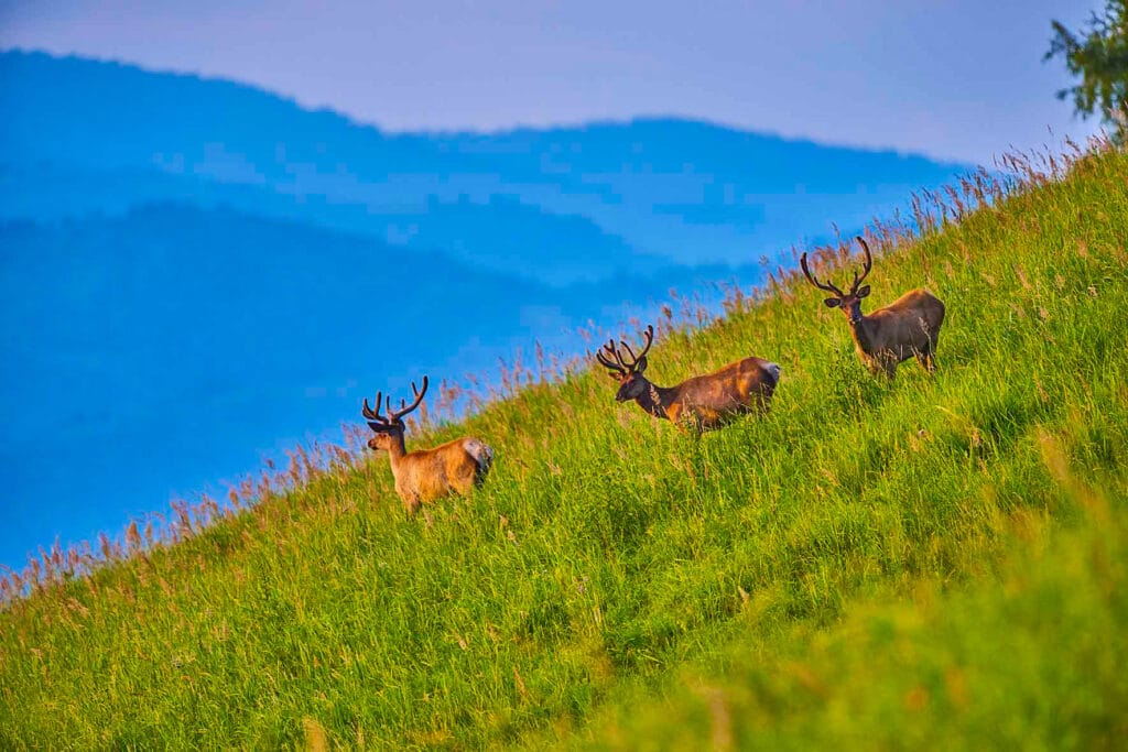 Info Shymkent - A group of deers in the Mountains of Kazakhstan (Image: Farhat Kabdykairov)