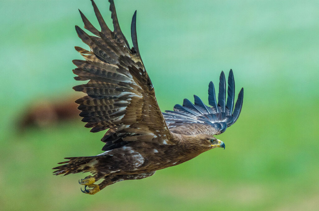 Info Shymkent - Eagle is flying in the Mountains near Shymkent in Kazakhstan (Image: Farhat Kabdykairov)