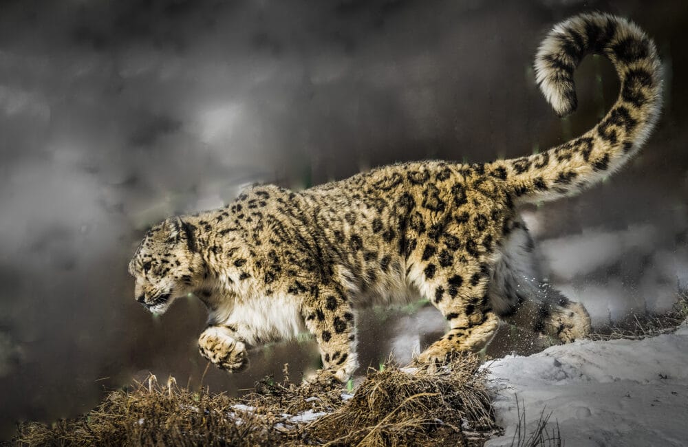 Info Shymkent - Snow Leopard in the Tian Shan Mountains near Shymkent in Kazakhstan (Image: Farhat Kabdykairov)