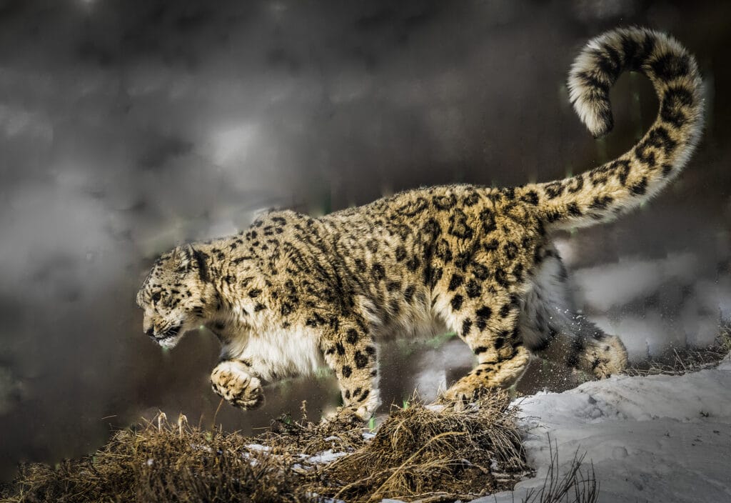 Info Shymkent - Snow Leopard in the Tian Shan Mountains near Shymkent in Kazakhstan (Image: Farhat Kabdykairov)