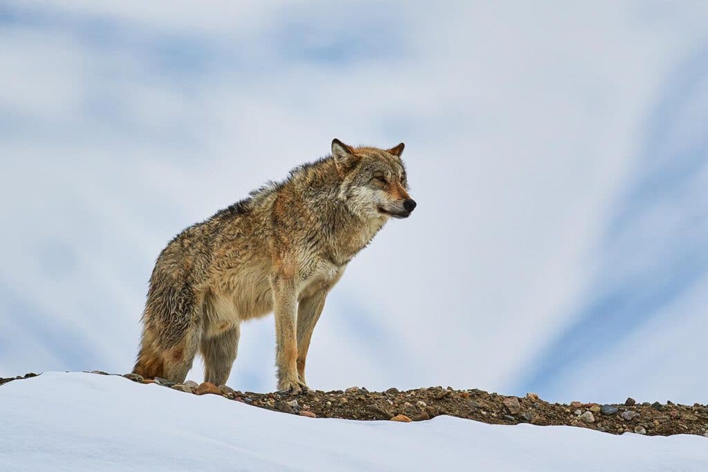 Info Shymkent - Wulf in the Tian Shan Mountains near Shymkent in Kazakhstan (Image: Farhat Kabdykairov)