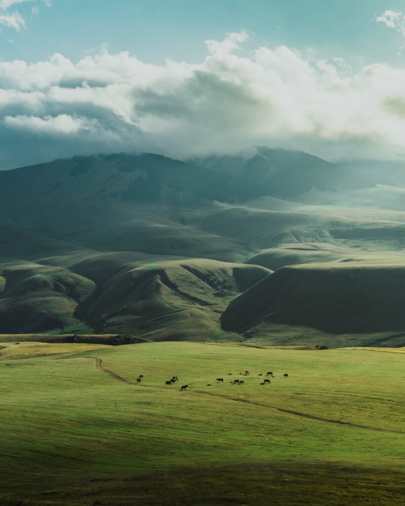 Info Shymkent - Mikhail Vershkov - Green Steppe of Kazakhstan