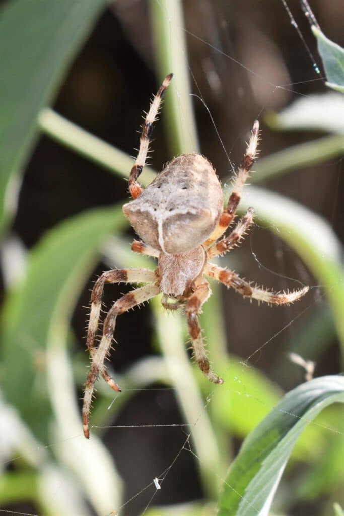 Info Shymkent - Spider Araneus tartaricus near Shymkent in Kazakhstan (Photo: Qudaibergen Amirkulov)