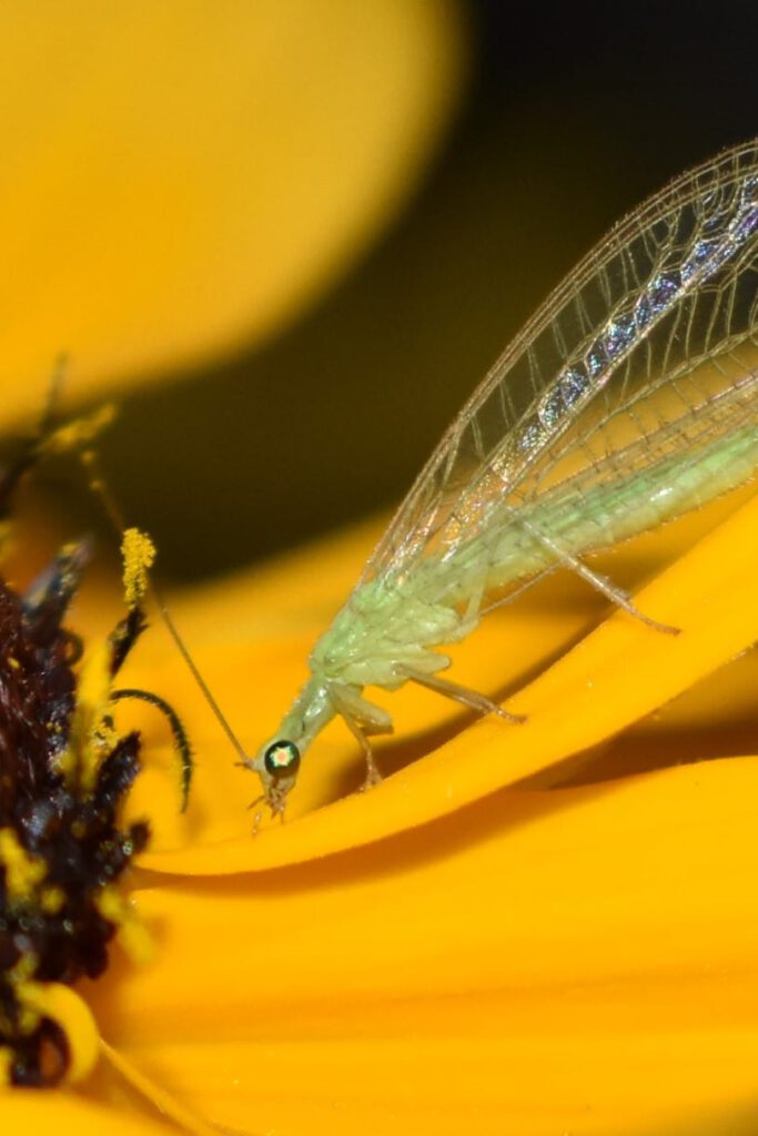 Info Shymkent - Green lacewing (Chrysopidae) near Shymkent in Kazakhstan (Photo: Qudaibergen Amirkulov)