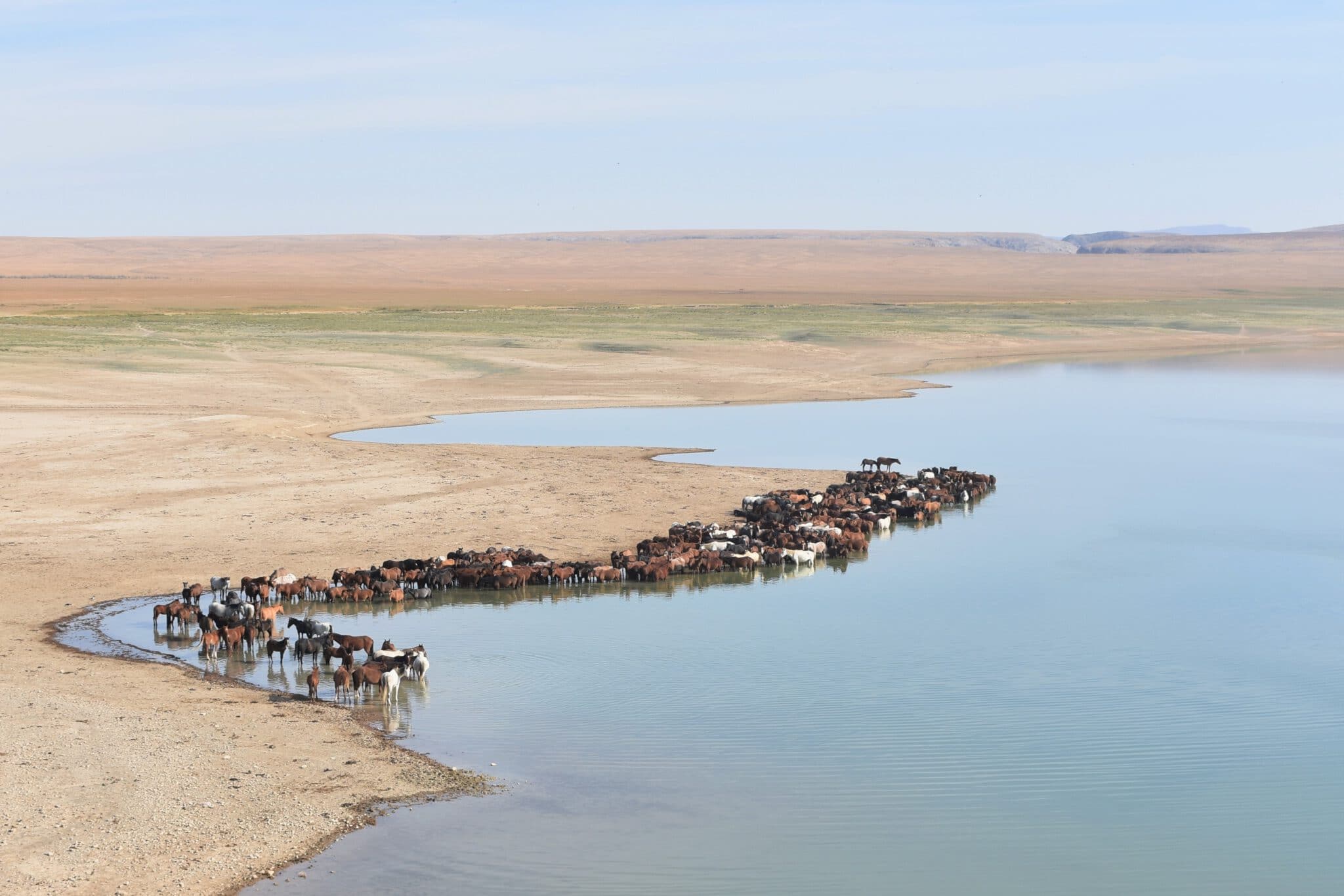 Info Shymkent - Horses (Equus caballus) at a River in the steppe near Shymkent in Kazakhstan (Photo: Qudaibergen Amirkulov)