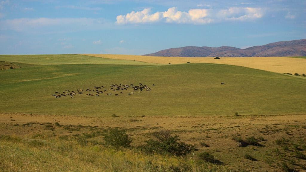 Info Shymkent - Fields around Shymkent inspired Shamshi Kaldayakov for his music.