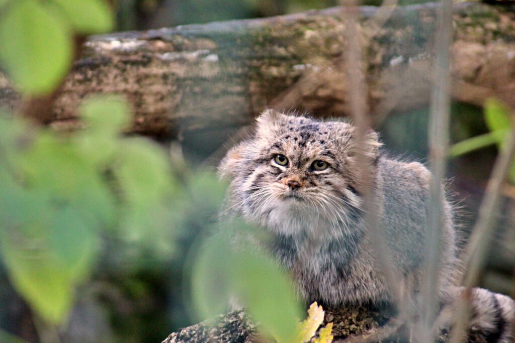 Info Shymkent - Wild cat Manul - also well known as Pallas's cat - is living in Kazakhstan