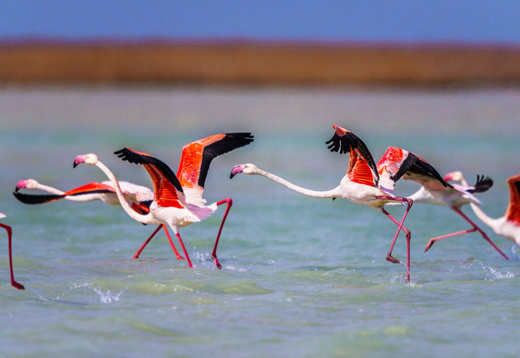 Info Shymkent - Greater Flamingos in a lake near Kazakhstan's capital Nur-Sultan (Photo by Farhat Kabdykairov)