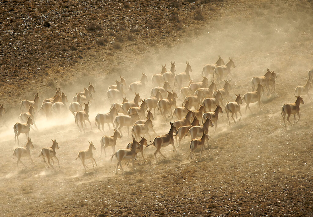 Info Shymkent - Group of Kulans in Altyn Emel Nationalpark in Kazakhstan (Photo by Farhat Kabdykairov)