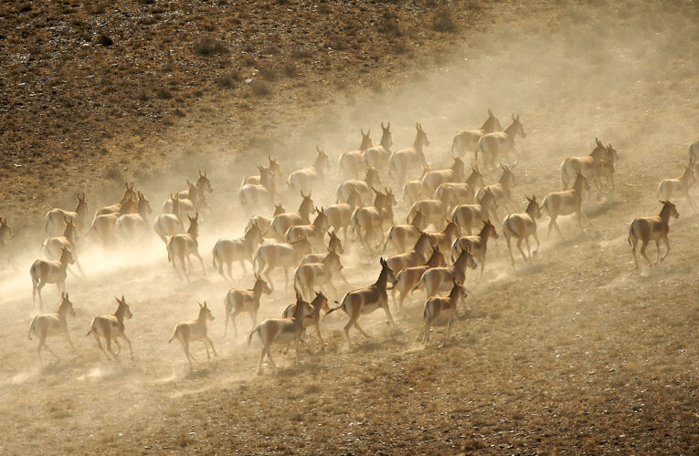 Info Shymkent - Group of Kulans in Altyn Emel Nationalpark in Kazakhstan (Photo by Farhat Kabdykairov)