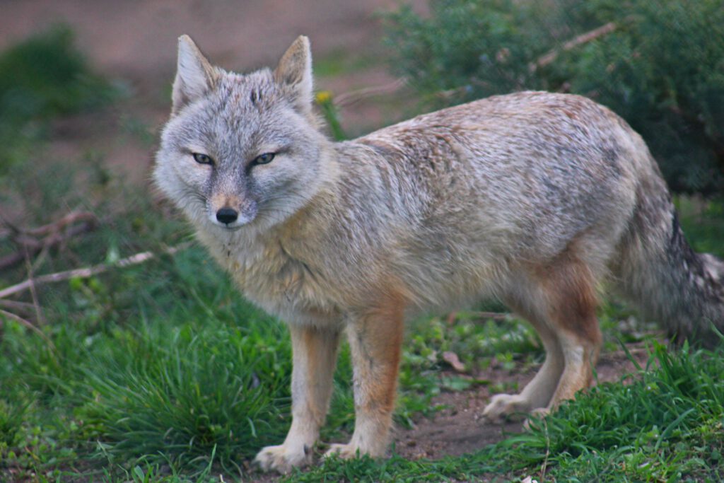 Info Shymkent - Wildlife Corsac Fox in green steppe of Kazakhstan