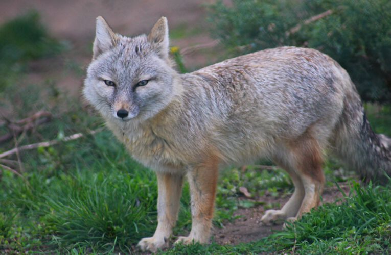 Corsac fox in the green steppe